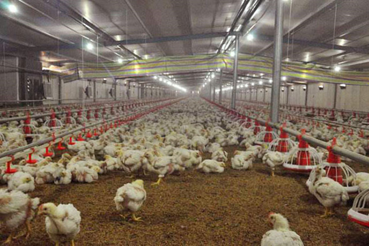 broiler poulty farm مزرعة برايب بولي