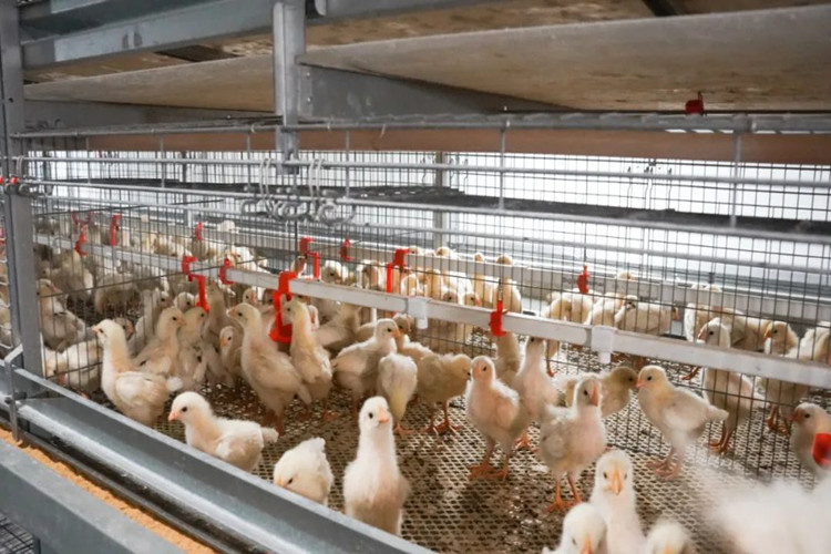 day-old chicken دجاج قديم