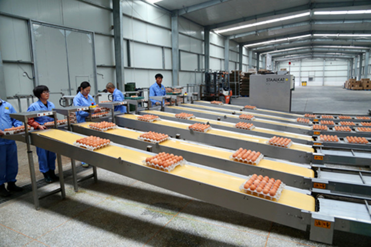 egg package حزمة البيض