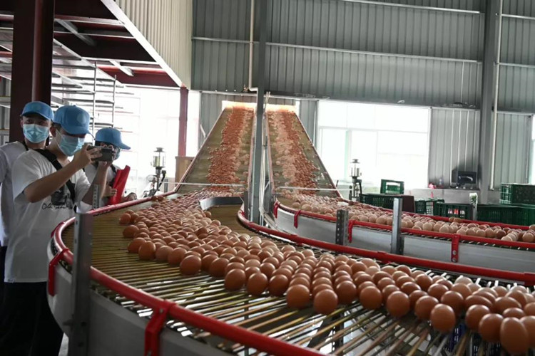 eggs storage warehouse مستودع تخزين البيض