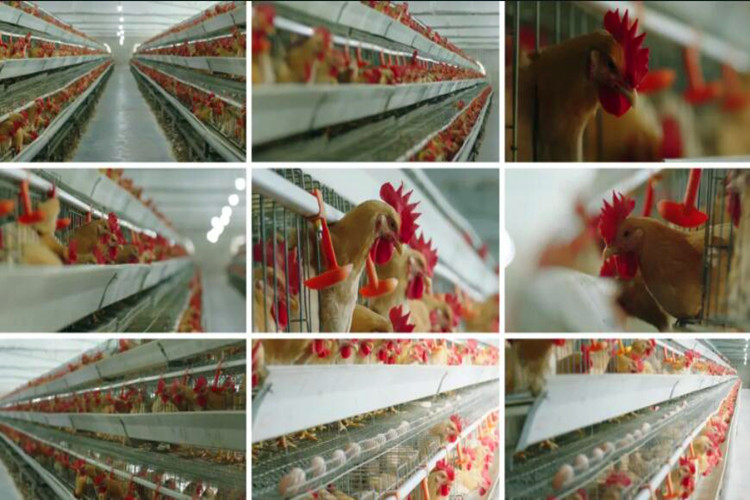 layer chicken cage طبقة الدجاج قفص