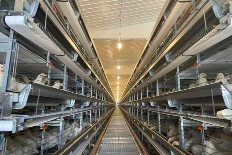 galvanized cage قفص مجلفن