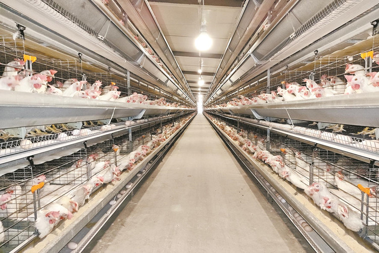 broiler chicken farm مزرعة الدجاج اللاحم