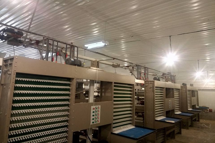 egg collection جمع البيض