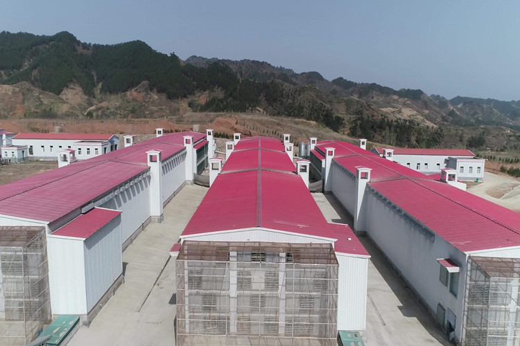 poultry farm مزرعة دواجن