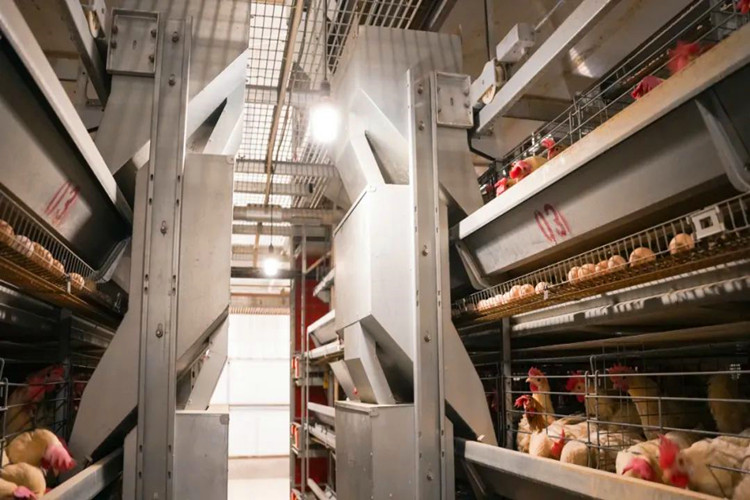 feeding system نظام التغذية