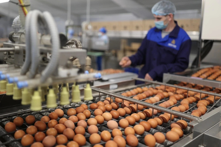 egg package حزمة البيض