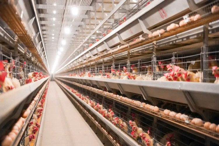 chicken cage قفص الدجاج