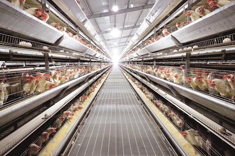 chicken birds in cage طيور الدجاج في قفص