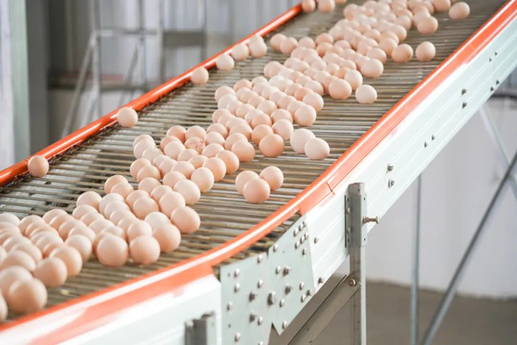 egg collection جمع البيض