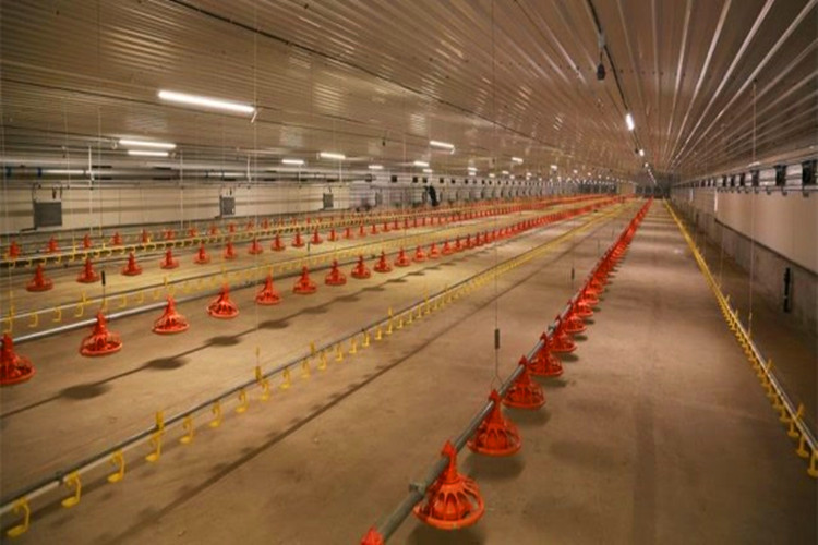 chicken feeding system نظام تغذية الدجاج