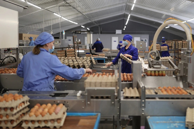 egg storage تخزين البيض