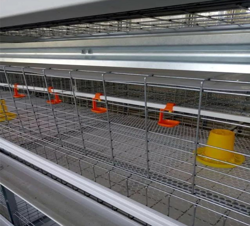 التغذية والشارب