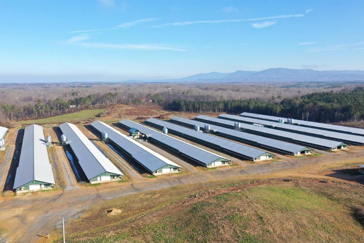 الفراريج كبير مزرعة للدواجن