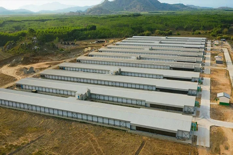 مزرعة دواجن