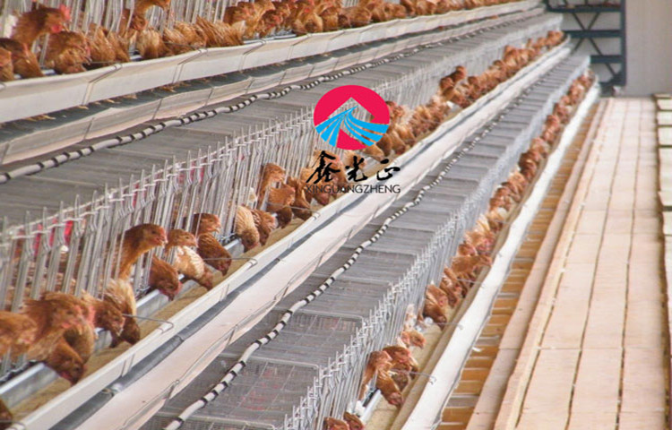 مزرعة دجاج طبقة تغذية مجلفنة قياسية