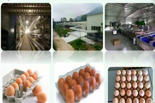 مزرعة الدجاج الحديثة وآلات كاملة لإنتاج البيض