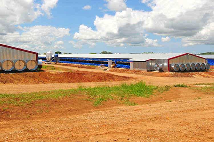 حلول دواجن فارم