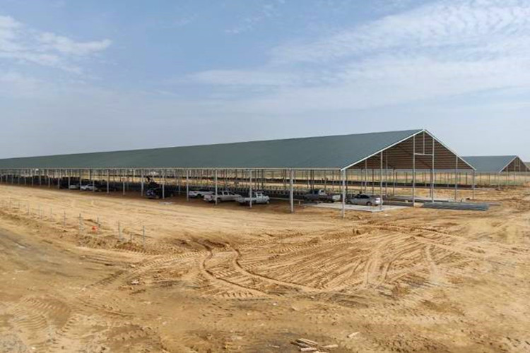 الماشية تذرف