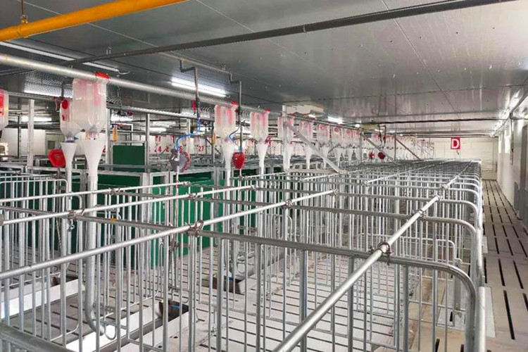 سقيفة الخنزير