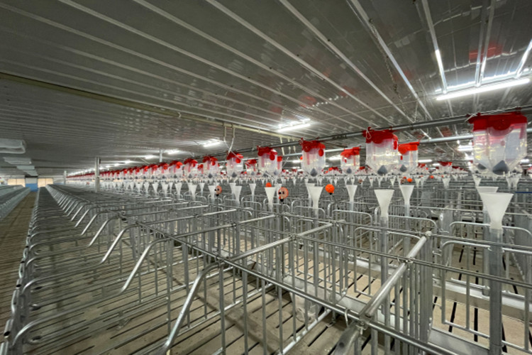 سقيفة التزاوج