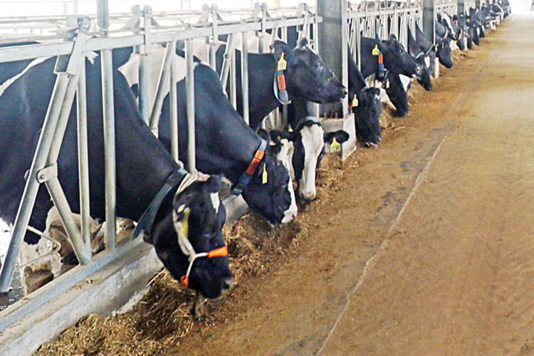 مزرعة البان