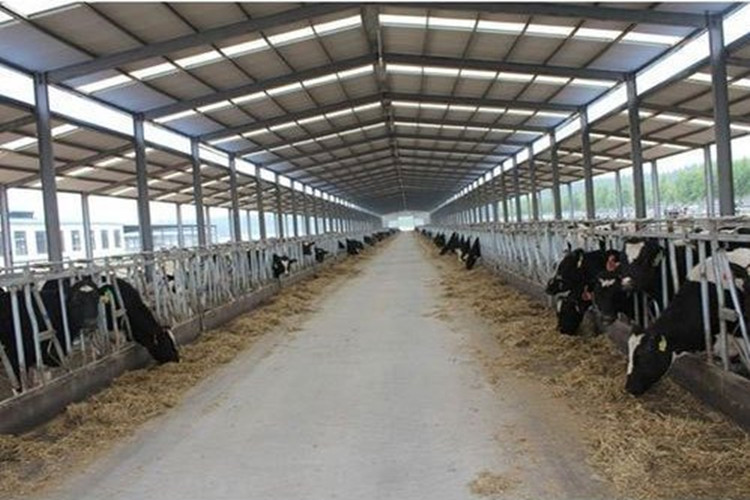 سقيفة البقرة