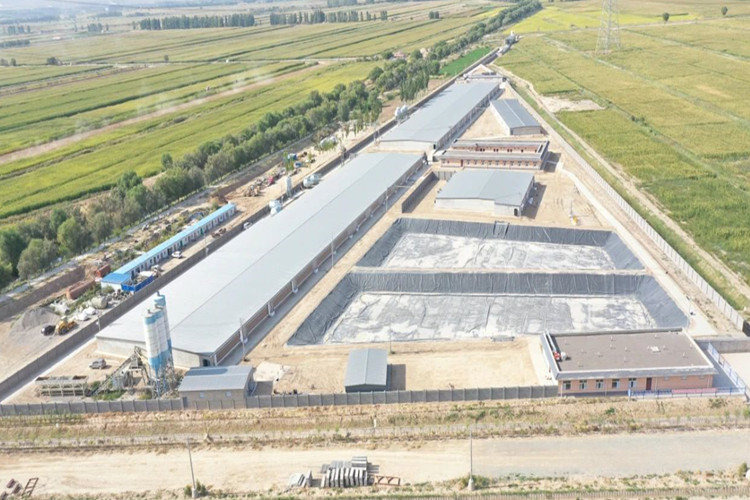 مزرعة للخنازير