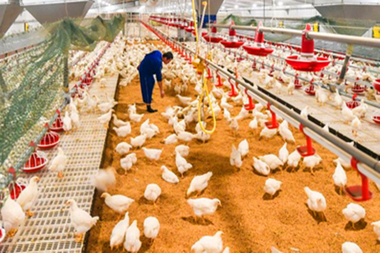 طيور اللحوم