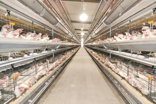 مشروع مزرعة دواجن الدجاج على نطاق واسع للطيور