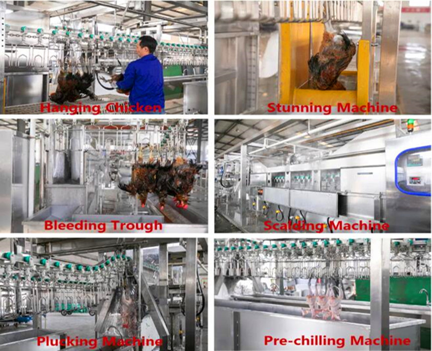 معالجة الدجاج 