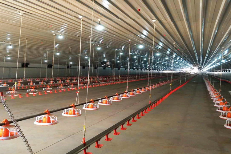 الدجاج التلقائي المكائن الزراعية