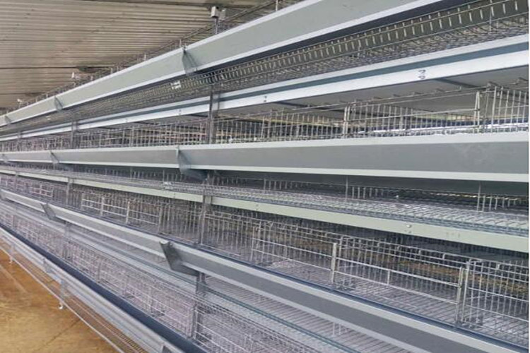 مستويات القفص