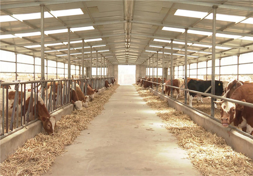 بقرة اللحوم