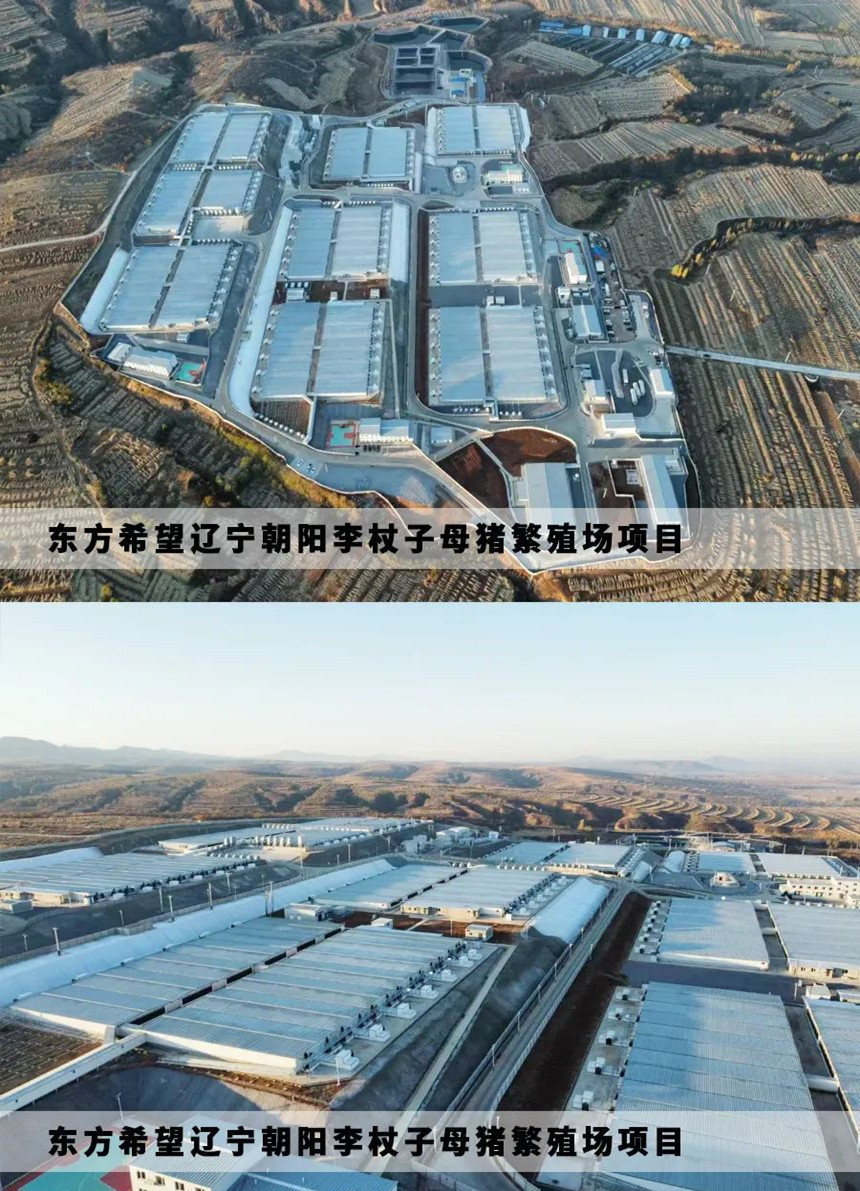 زرع خنزير مزرعة