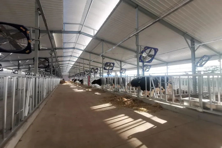 سقيفة البقرة