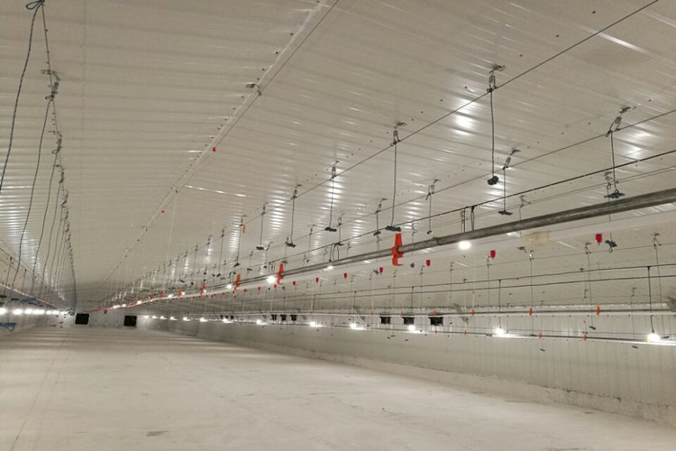 مزرعة الدواجن اللاحقة