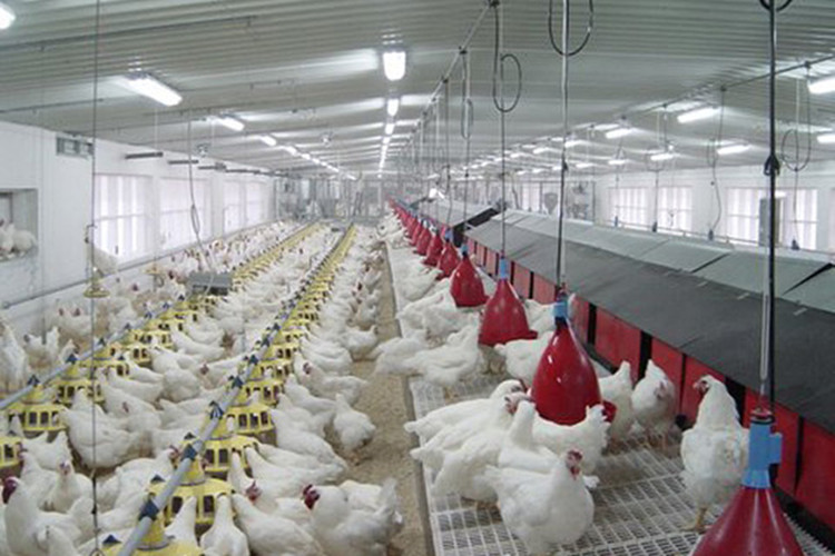 مباني الزراعة الفولاذية لمزرعة الدجاج مع معدات الدواجن الأوتوماتيكية