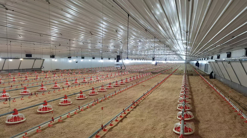 معدات الدواجن