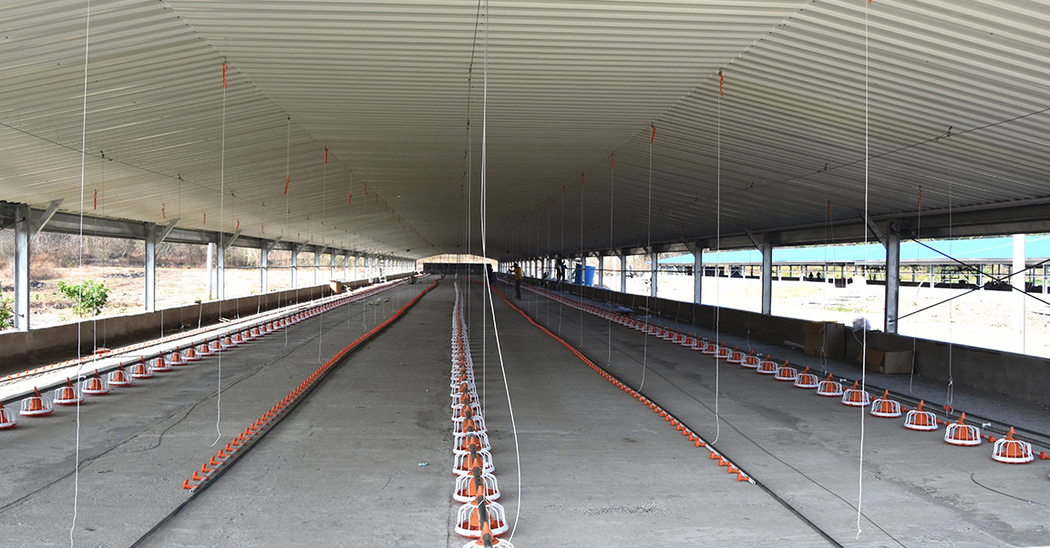 Broiler-chicken-house2