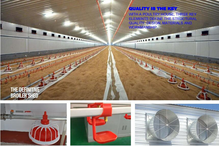 دجاج اللاحم