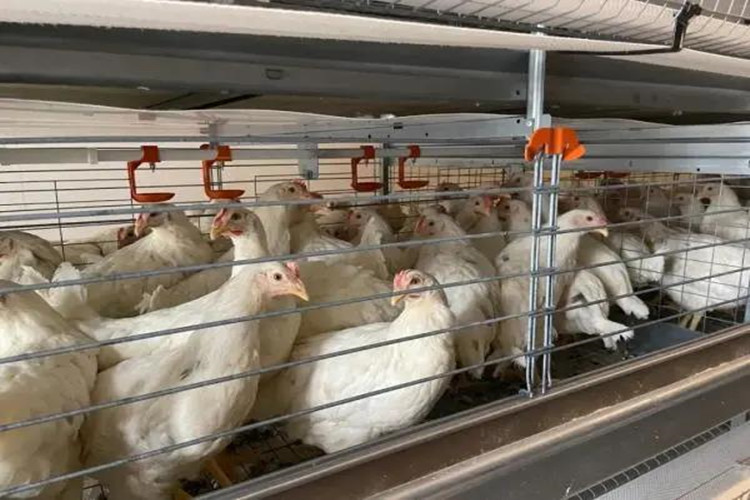 قفص التغذية مزرعة للدواجن