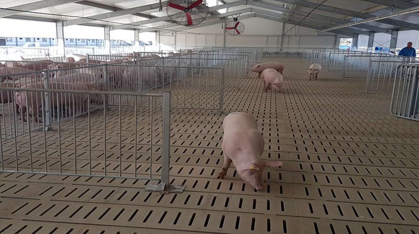 مزرعة للخنازير