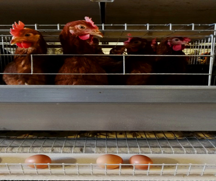 إنتاج بيض الدجاج