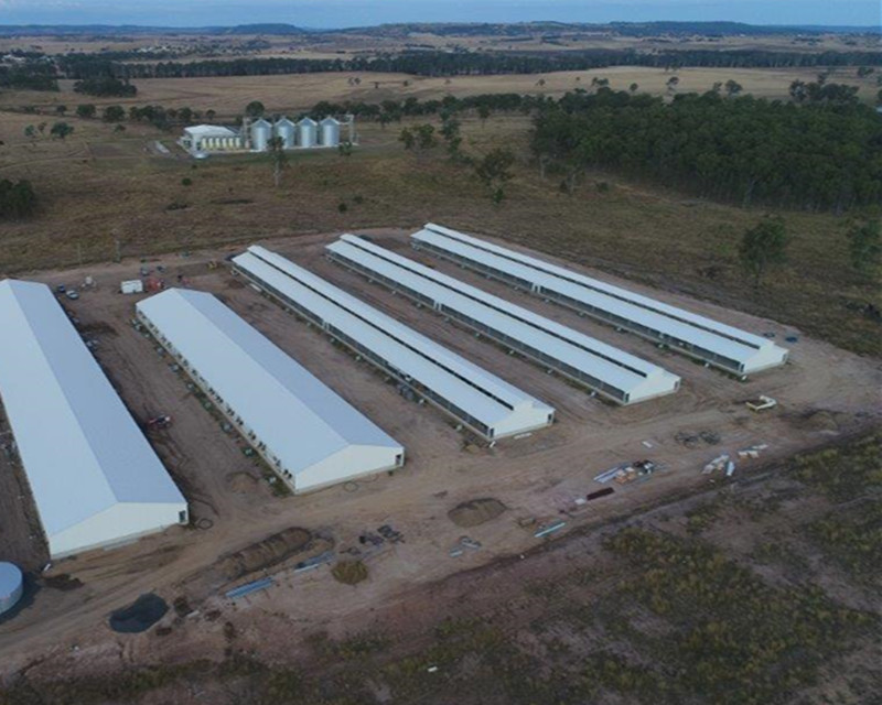 مزرعة الخنازير الصلب