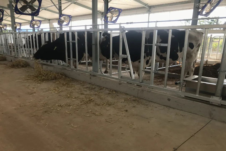 منزل الألبان