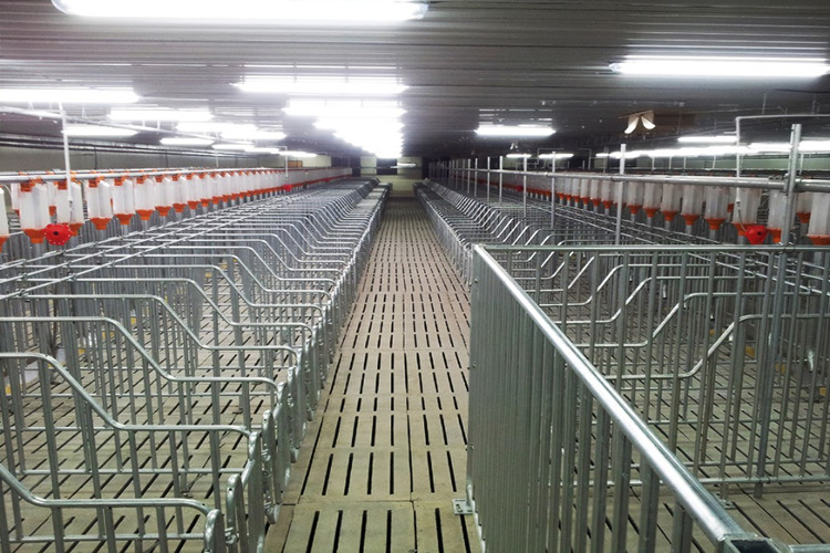 سقيفة فارغة