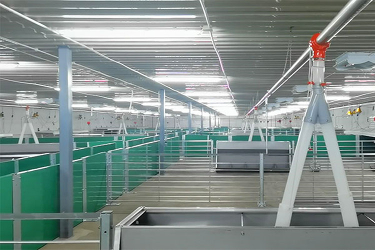 زرع الخنزير سقيفة