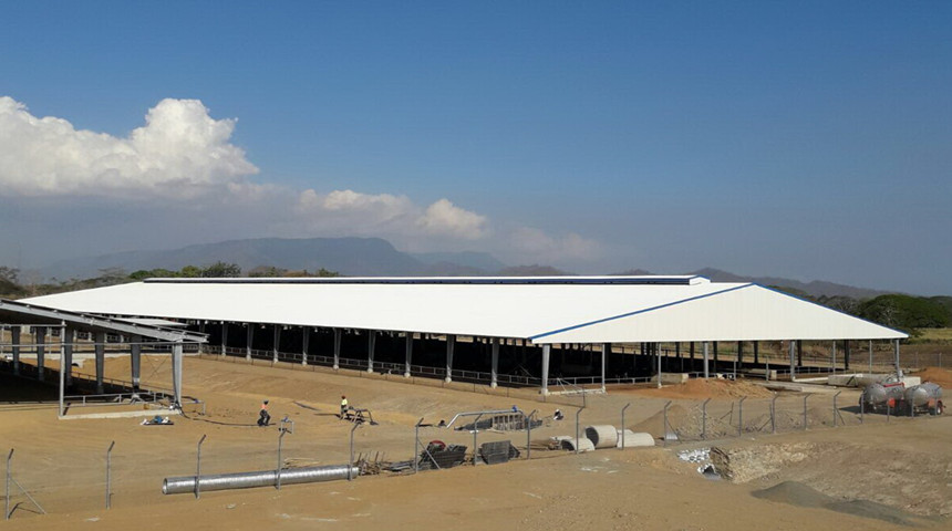 الماشية تذرف