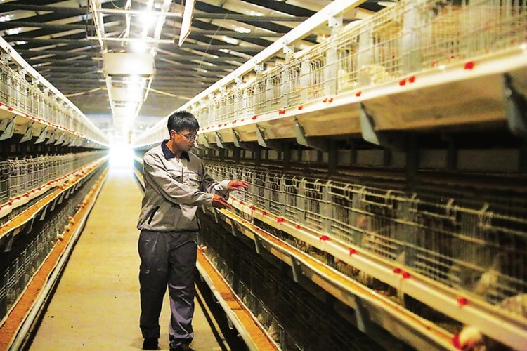 نظام تغذية القفص